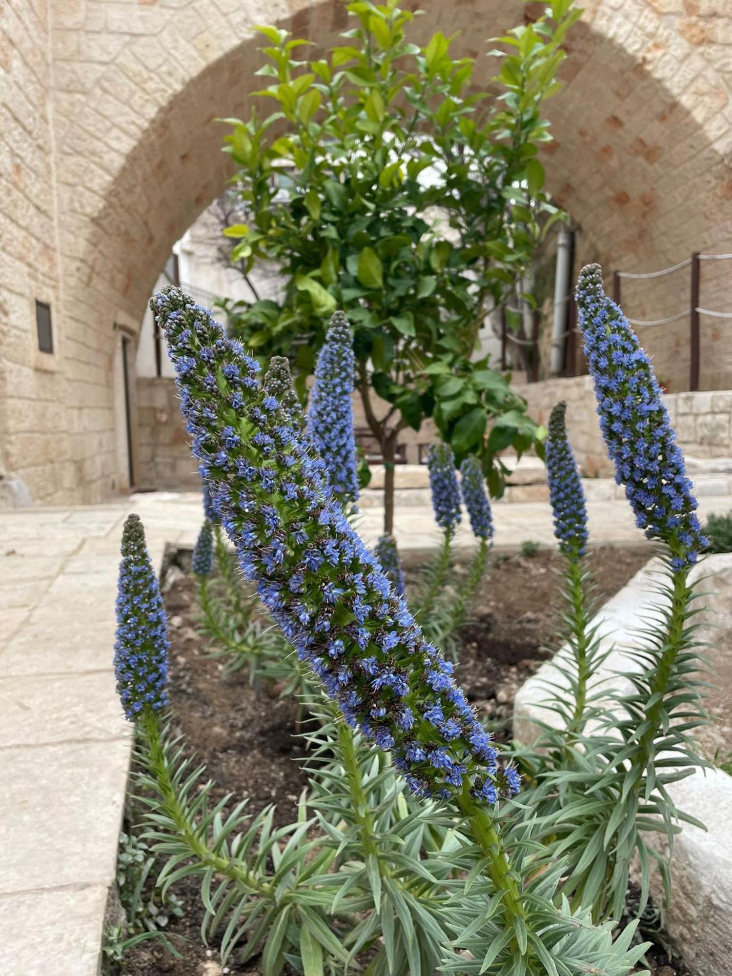 Lamanna House Polignano a Mare Eksteriør bilde